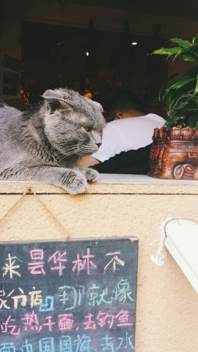 可爱的猫咪~~~喵