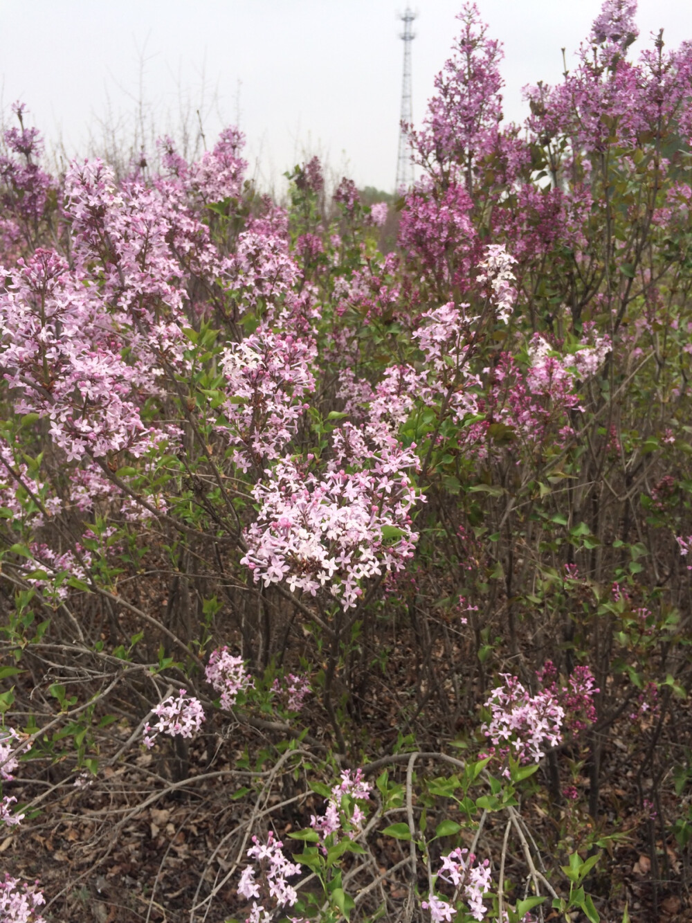 大片的丁香花。。