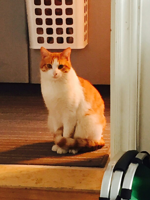 嘚瑟的日常#每只猫都有一个互爪尾