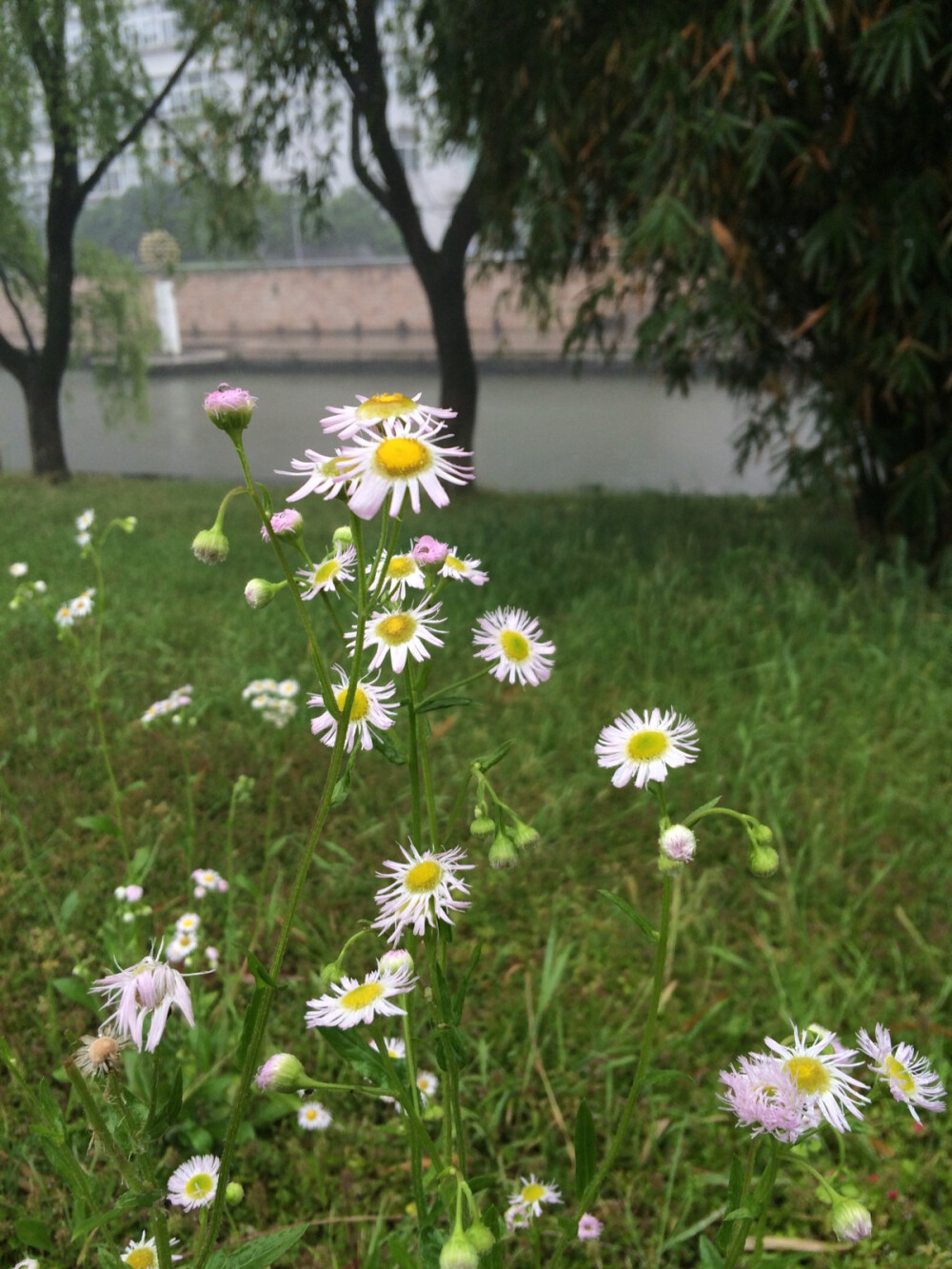 一个人的花开花落
