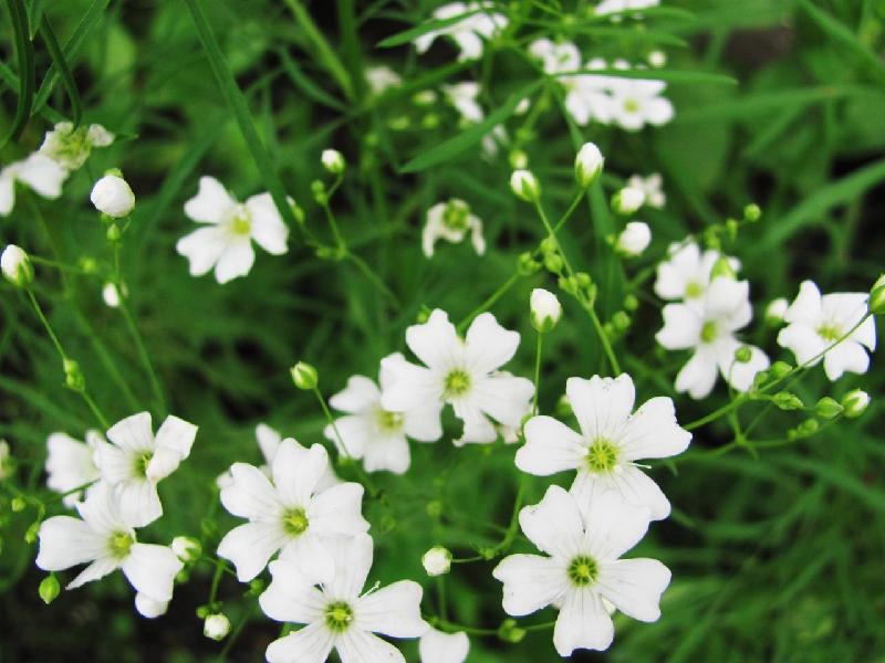  圆锥石头花(学名：Gypsophila paniculata)，别名满天星、宿根满天星、 锥花丝石竹、圆锥花丝石竹、丝石竹、锥花霞草，为石竹科石头花属的植物。分布于欧洲、北美洲、俄罗斯、哈萨克斯坦、蒙古以及中国新疆等地，生长于海拔1,100米至1,500米的地区，多生在固定沙丘石质山坡、河滩、草地或农田中。花语是思念、清纯、梦境、真心喜欢、喜悦