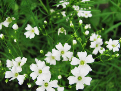  圆锥石头花(学名：Gypsophila paniculata)，别名满天星、宿根满天星、 锥花丝石竹、圆锥花丝石竹、丝石竹、锥花霞草，为石竹科石头花属的植物。分布于欧洲、北美洲、俄罗斯、哈萨克斯坦、蒙古以及中国新疆等地，生…