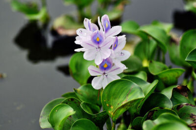 水葫芦（Water Hyacinth），又名凤眼莲、水浮莲、布袋莲、凤眼蓝。属雨久花科凤眼莲属。原产南美，1901年为了解决饲养生猪饲料不足被引入中国，水葫芦的繁殖速度极快，它以每周繁殖一倍的速度滋生，在中国南部水域广…