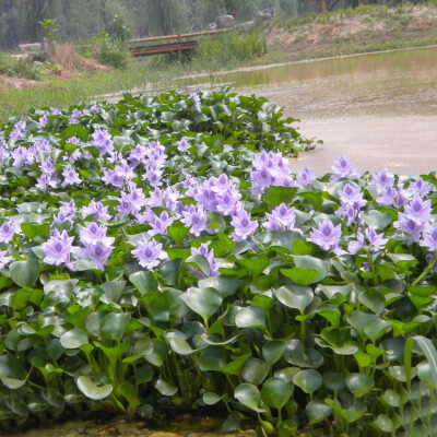  凤眼莲的花语和象征代表意义：此情不渝。对感情、对生活的追求至死不渝。 水葫芦（Water Hyacinth），属雨久花科、凤眼莲属。原产南美，1884年，作为观赏植物被带到美国的一个园艺博览会上，当时被预言为“美化世…