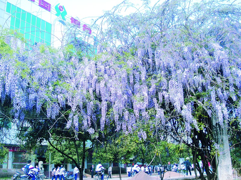 紫藤又名藤萝。蝶形花科，紫藤属。它钩连盘曲、攀栏缠架，初夏时紫穗悬垂，花繁而香，盛暑时则浓叶满架，荚果累累，为原产中国的著名观花绿荫藤本植物紫藤在栽种，观赏的同时，也衍生出了大量与之相关的文化，成为众多艺术作品取材的对象。把紫藤花当做下酒菜，这可是与彼时的餐饮习俗相互契合的。在斋宴之中，紫藤花堪比素八珍的美味——食用紫藤花的风俗绵延传承至今。民间紫色花朵或水焯凉拌，或者裹面油炸，制作“紫萝饼”、“紫萝糕”等风味面食。