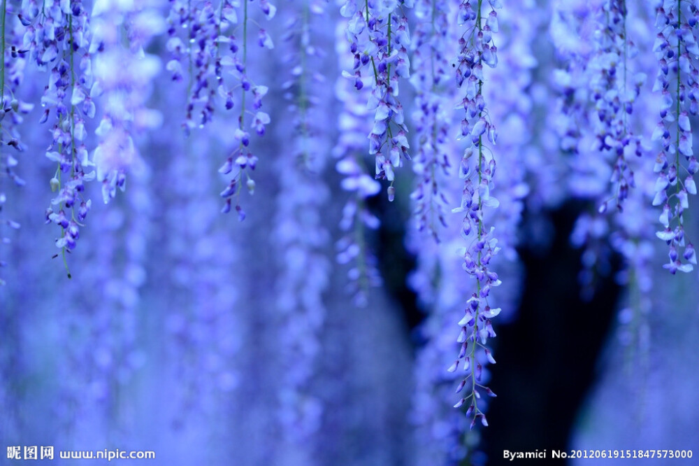 Wisteria sinensis (Sims)Sweet紫藤又名藤萝。蝶形花科，紫藤属。它钩连盘曲、攀栏缠架，初夏时紫穗悬垂，花繁而香，盛暑时则浓叶满架，荚果累累，为原产中国的著名观花绿荫藤本植物紫藤在栽种，观赏的同时，也衍生出了大量与之相关的文化，成为众多艺术作品取材的对象。把紫藤花当做下酒菜，这可是与彼时的餐饮习俗相互契合的。在斋宴之中，紫藤花堪比素八珍的美味——食用紫藤花的风俗绵延传承至今。民间紫色花朵或水焯凉拌，或者裹面油炸，制作“紫萝饼”、“紫萝糕”等风味面食。