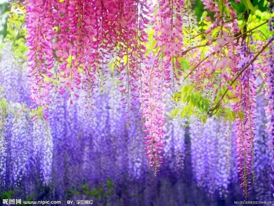 Wisteria sinensis (Sims)Sweet紫藤花语:醉人的恋情,依依的思念。 紫滕花花语：对你执着，最幸福的时刻！ 紫藤挂在高高的云木上 花的藤蔓喜欢沐浴阳光，感受 浓密的香叶上总有鸟儿鸣叫，为你 这都是紫藤花的花…