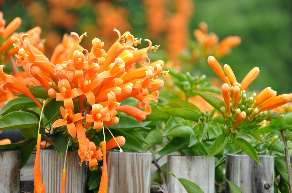 炮仗花，别名:黄鳝藤;拉丁文名:Pyrostegia venusta (Ker-Gawl.) Miers 紫葳科、炮仗藤属藤本，具有3叉丝状卷须。叶对生;雄蕊着生于花冠筒中部，花丝丝状，花药叉开。子房圆柱形，密被细柔毛，花柱细，柱头舌状扁平，花柱与花丝均伸出花冠筒外。果瓣革质，舟状，内有种子多列，种子具翅，薄膜质。花期长，原产南美洲巴西，在热带亚洲已广泛作为庭园观赏藤架植物栽培。多植于庭园建筑物的四周，攀援于凉棚上，初夏红橙色的花朵累累成串，状如鞭炮，故有炮仗花之称。