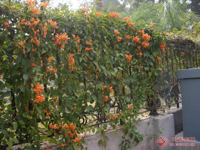 炮仗花花语：富贵吉祥、好日子红红火火。 炮仗花是藤本植物，需固在他物上生长。春天来临的时候，炮仗花便轰轰烈烈地开起花来，繁密的金黄色小花衬托着绿墙，就像一串串鞭炮，看着甚是喜庆。