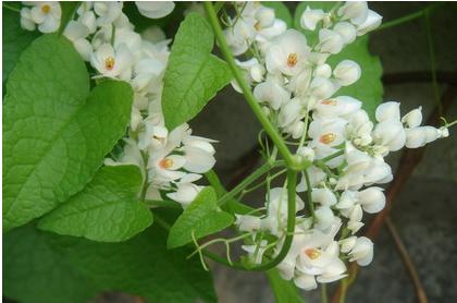 珊瑚藤Antigonon leptopus Hook.&amp;amp; Arn.，又称紫苞藤、朝日蔓、旭日藤、凤冠、凤宝石，为蓼科珊瑚藤属多年生常绿草本（有时木质）藤本植物。茎长可达15米，叶片卵形或卵状三角形，基部心形，边缘具毛，先端渐尖，叶脉明显。花序长4-20厘米，花粉红色（还存在白花与红色的园艺品种），由五个似花瓣的苞片组成，花期3-12月，版纳植物园内的珊瑚藤现在正处于盛花的时节。果实为瘦果。喜全日照，肥沃的微酸性土壤。