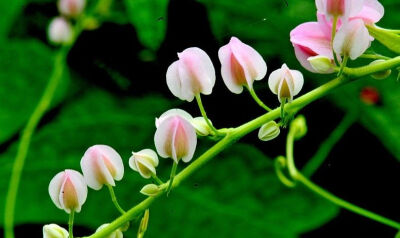 珊瑚藤Antigonon leptopus Hook.&amp;amp; Arn.，又称紫苞藤、朝日蔓、旭日藤、凤冠、凤宝石，为蓼科珊瑚藤属多年生常绿草本（有时木质）藤本植物。茎长可达15米，叶片卵形或卵状三角形，