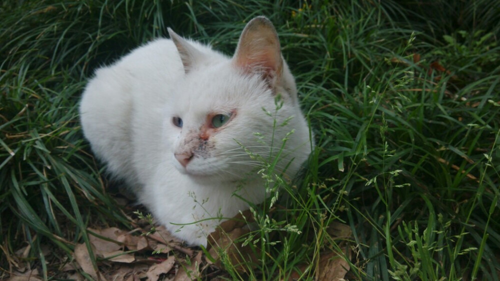 慵懶，不要打擾我…