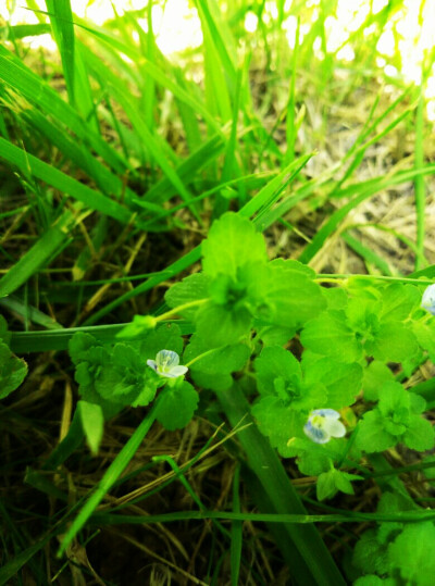 未闻花名。