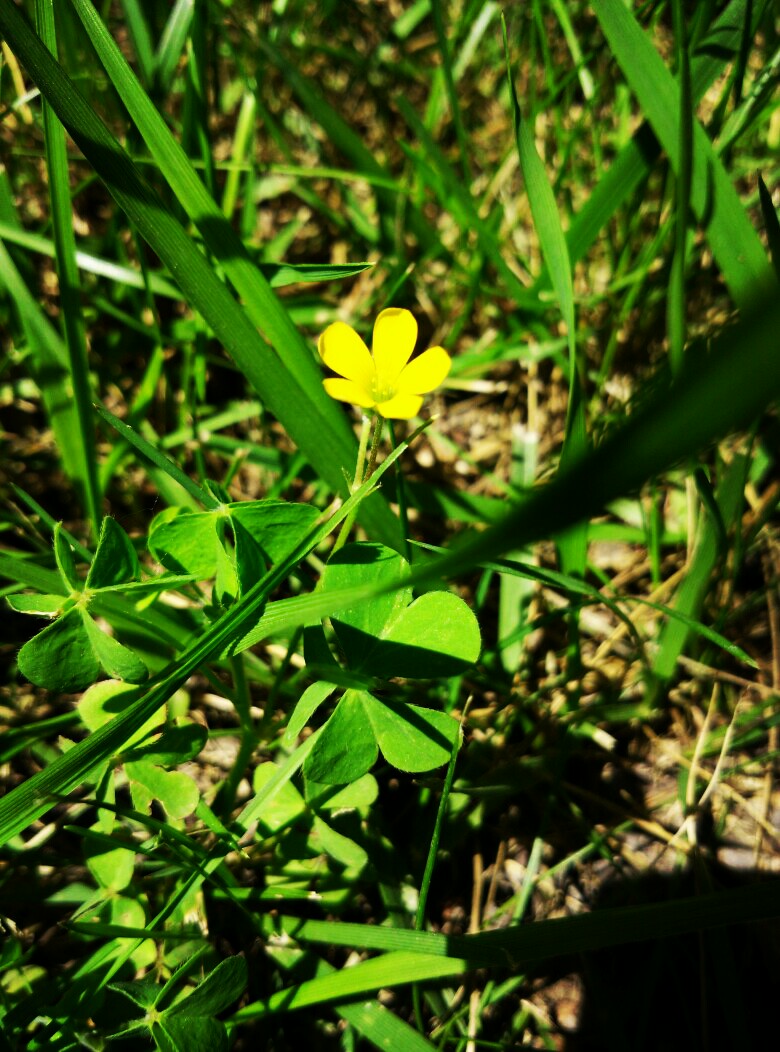 未闻花名。