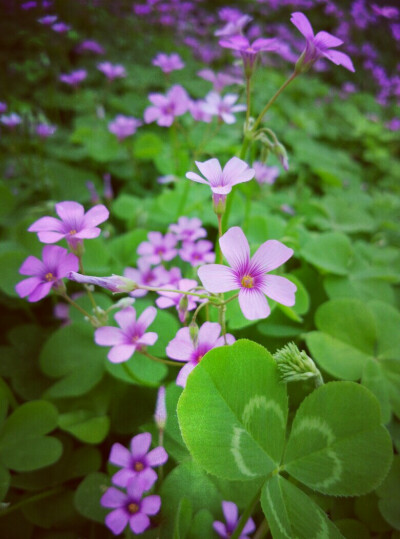 未闻花名。