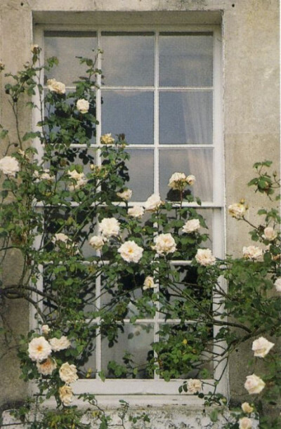 玫瑰 满天星 月季 樱花 花瓣 雏菊 薰衣草 花束图 手机壁纸 小清新