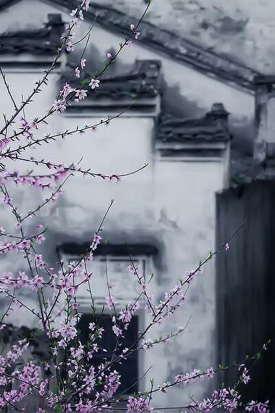  风舞花枝美 落花已成堆 #古色古香中国风#