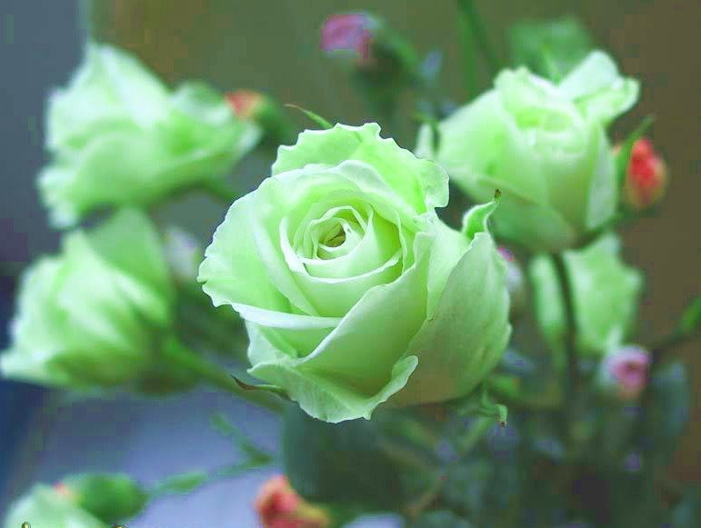 绿玫瑰花语—— 纯真简朴，青春长驻。真正的绿玫瑰是不存在的。切花“绿玫瑰“实为现代月季，为暧温带喜光树种，垂直分布在600M以下的低山，丘陵.适生于年均温20℃，绝对最低温度不低于-10℃。“绿玫瑰”图片大多为PS作品。