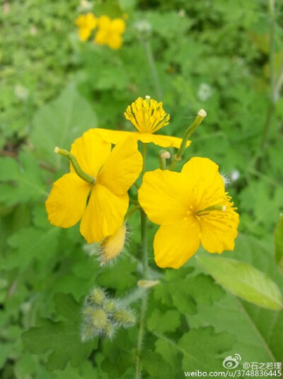 【石之若璞-花事-春日觅花影】中文学名：白屈菜~拉丁学名：Chelidonium majus~英文名：Greater Celandine Herb~别称：地黄连、牛金花、土黄连、八步紧、断肠草、山西瓜、雄黄草、山黄连、假黄连、小野人血草、黄汤子…