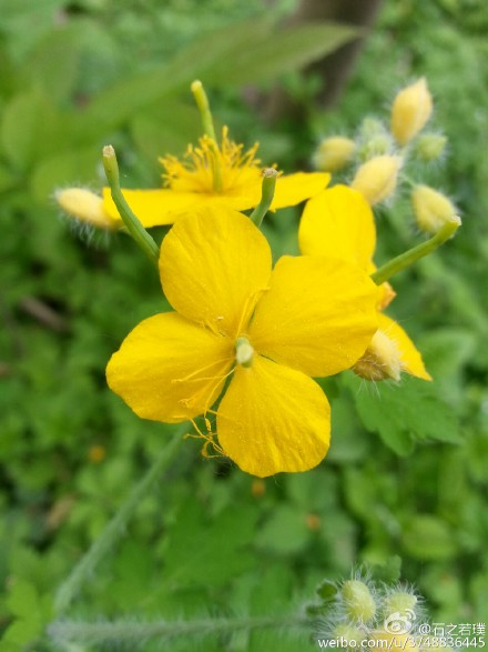 【石之若璞-花事-春日觅花影】中文学名：白屈菜~拉丁学名：Chelidonium majus~英文名：Greater Celandine Herb~别称：地黄连、牛金花、土黄连、八步紧、断肠草、山西瓜、雄黄草、山黄连、假黄连、小野人血草、黄汤子、胡黄连、小黄连~罂粟科(Papaveraceae)-罂粟亚科(Papaveroideae A. Br.)-白屈菜族(Chelidonieae Reichenb.)-白屈菜属~