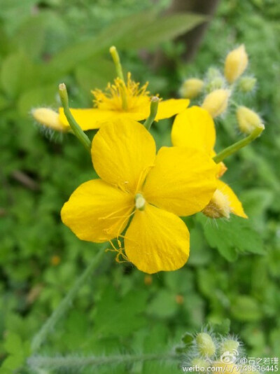 【石之若璞-花事-春日觅花影】中文学名：白屈菜~拉丁学名：Chelidonium majus~英文名：Greater Celandine Herb~别称：地黄连、牛金花、土黄连、八步紧、断肠草、山西瓜、雄黄草、山黄连、假黄连、小野人血草、黄汤子…