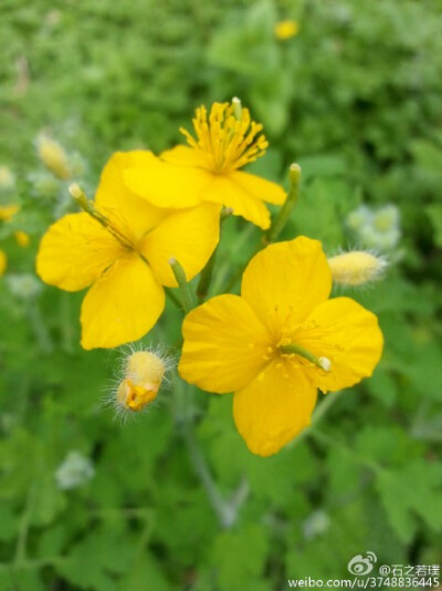 【石之若璞-花事-春日觅花影】中文学名：白屈菜~拉丁学名：Chelidonium majus~英文名：Greater Celandine Herb~别称：地黄连、牛金花、土黄连、八步紧、断肠草、山西瓜、雄黄草、山黄连、假黄连、小野人血草、黄汤子…