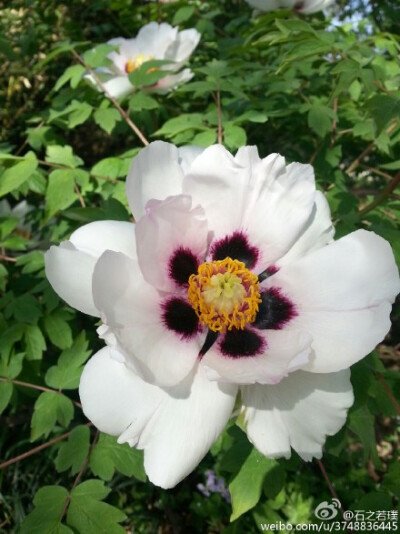 【石之若璞-花事-春日觅花影】中文学名：牡丹~拉丁学名：Paeonia suffruticosa Andrews~别称：鼠姑、鹿韭、白茸、木芍药、百雨金、洛阳花、富贵花~英文名称：﻿Peony~毛茛科-芍药亚科-芍药属~