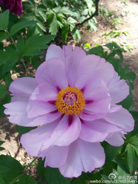 【石之若璞-花事-春日觅花影】中文学名：牡丹~拉丁学名：Paeonia suffruticosa Andrews~别称：鼠姑、鹿韭、白茸、木芍药、百雨金、洛阳花、富贵花~英文名称：﻿Peony~毛茛科-芍药亚科-芍药属~