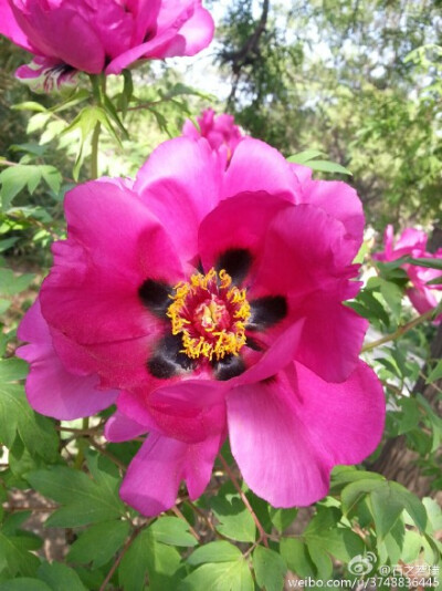 【石之若璞-花事-春日觅花影】中文学名：牡丹~拉丁学名：Paeonia suffruticosa Andrews~别称：鼠姑、鹿韭、白茸、木芍药、百雨金、洛阳花、富贵花~英文名称：﻿Peony~毛茛科-芍药亚科-芍药属~