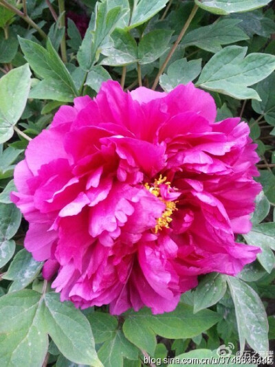 2015【石之若璞-花事-春日觅花影】中文学名：牡丹~拉丁学名：Paeonia suffruticosa Andrews~别称：鼠姑、鹿韭、白茸、木芍药、百雨金、洛阳花、富贵花~英文名称：﻿Peony~毛茛科-芍药亚科-芍药属~