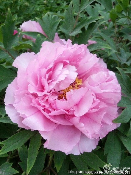 2015【石之若璞-花事-春日觅花影】中文学名：牡丹~拉丁学名：Paeonia suffruticosa Andrews~别称：鼠姑、鹿韭、白茸、木芍药、百雨金、洛阳花、富贵花~英文名称：﻿Peony~毛茛科-芍药亚科-芍药属~