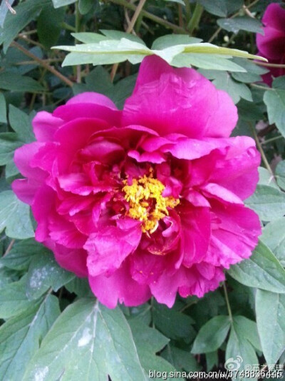 2015【石之若璞-花事-春日觅花影】中文学名：牡丹~拉丁学名：Paeonia suffruticosa Andrews~别称：鼠姑、鹿韭、白茸、木芍药、百雨金、洛阳花、富贵花~英文名称：﻿Peony~毛茛科-芍药亚科-芍药属~