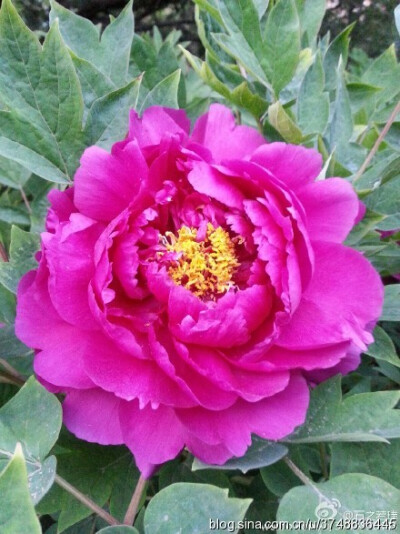 【石之若璞-花事-春日觅花影】中文学名：牡丹~拉丁学名：Paeonia suffruticosa Andrews~别称：鼠姑、鹿韭、白茸、木芍药、百雨金、洛阳花、富贵花~英文名称：﻿Peony~毛茛科-芍药亚科-芍药属~