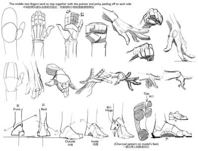 #绘画参考#【人体】pachurz同学将他的人生导师课堂上的教学内容分享给大家，关于人体躯干、下肢、肩、颈、脚，有相当多有用的知识点，建议点开大图-查看原图观看。