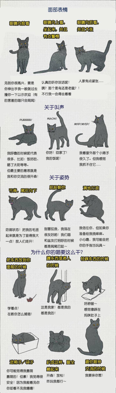 猫猫行为