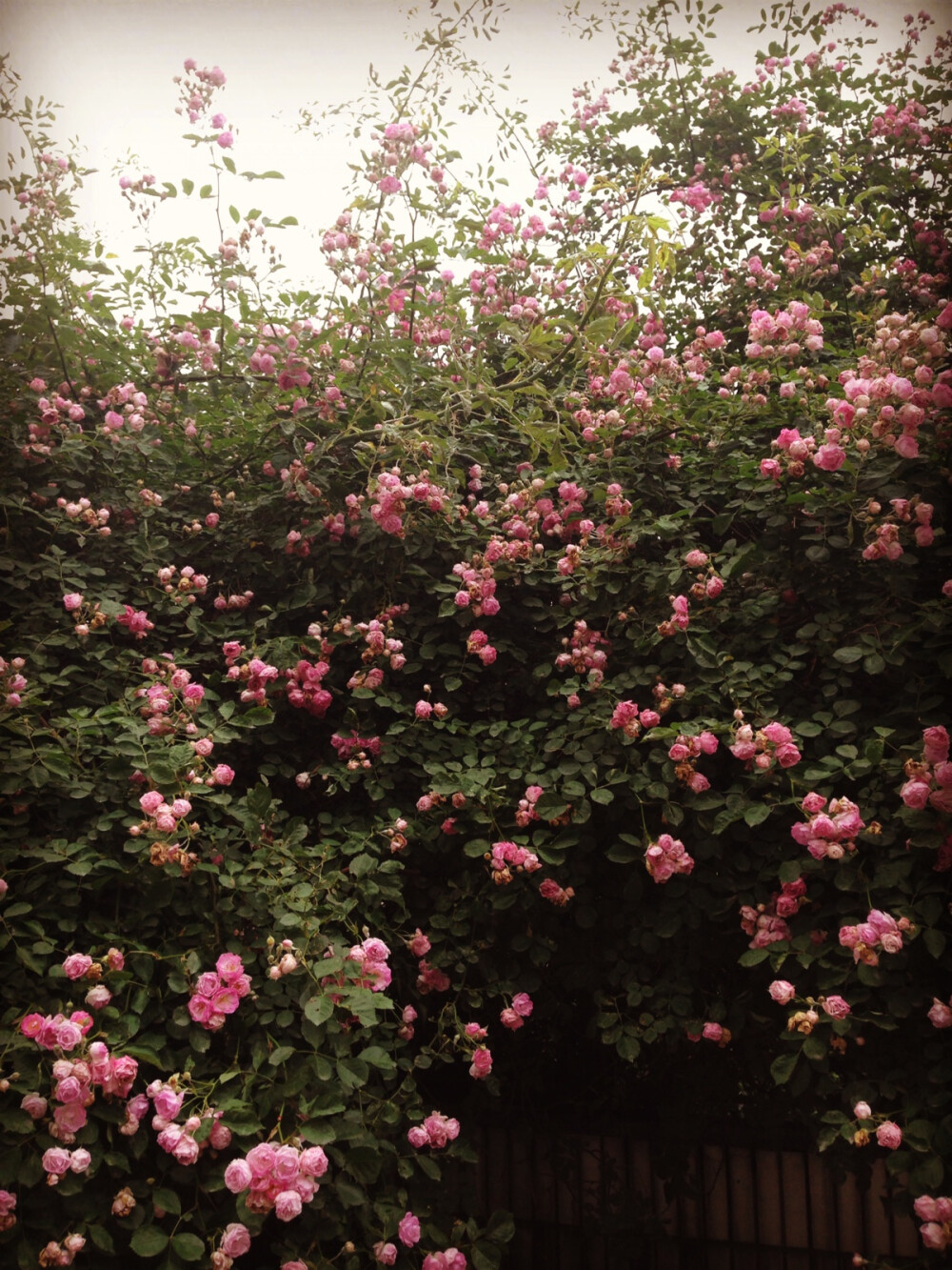 繁花•夏 by维尼