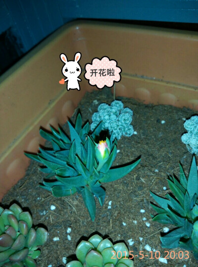 开花