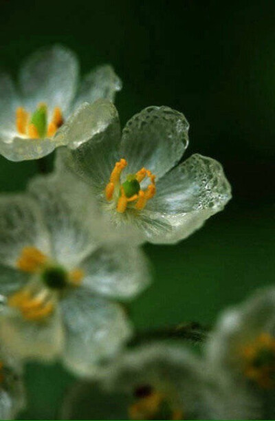 雨后花瓣会透明的山荷叶，分布于北美和日本。花语：亲情2