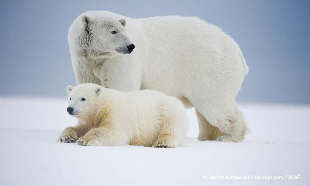 WWF 妈妈与孩子 北极熊