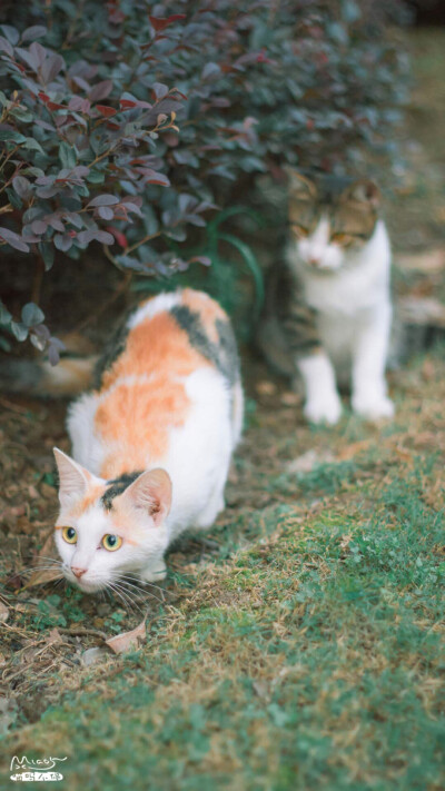 猫咪 萌宠 可爱 动物 喵星人 大眼猫 壁纸 小眼神看什么呢