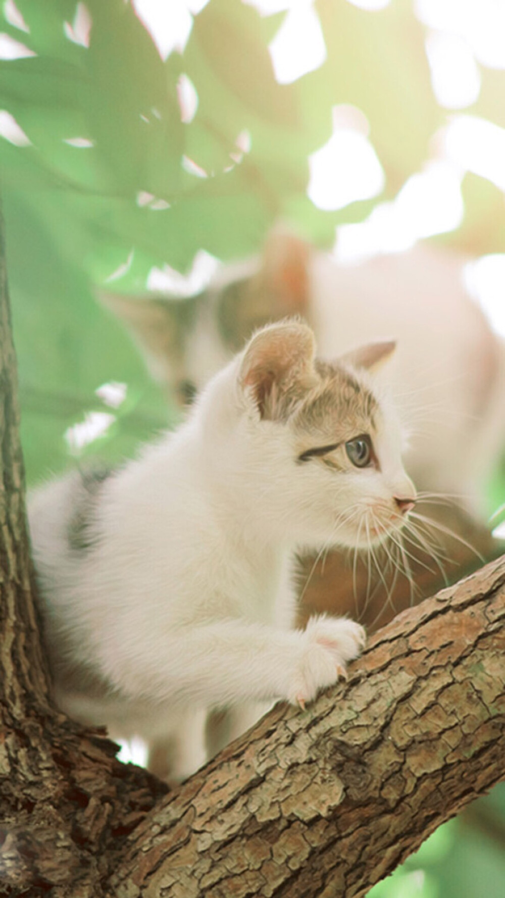 猫咪 萌宠 可爱 动物 喵星人 大眼猫 壁纸