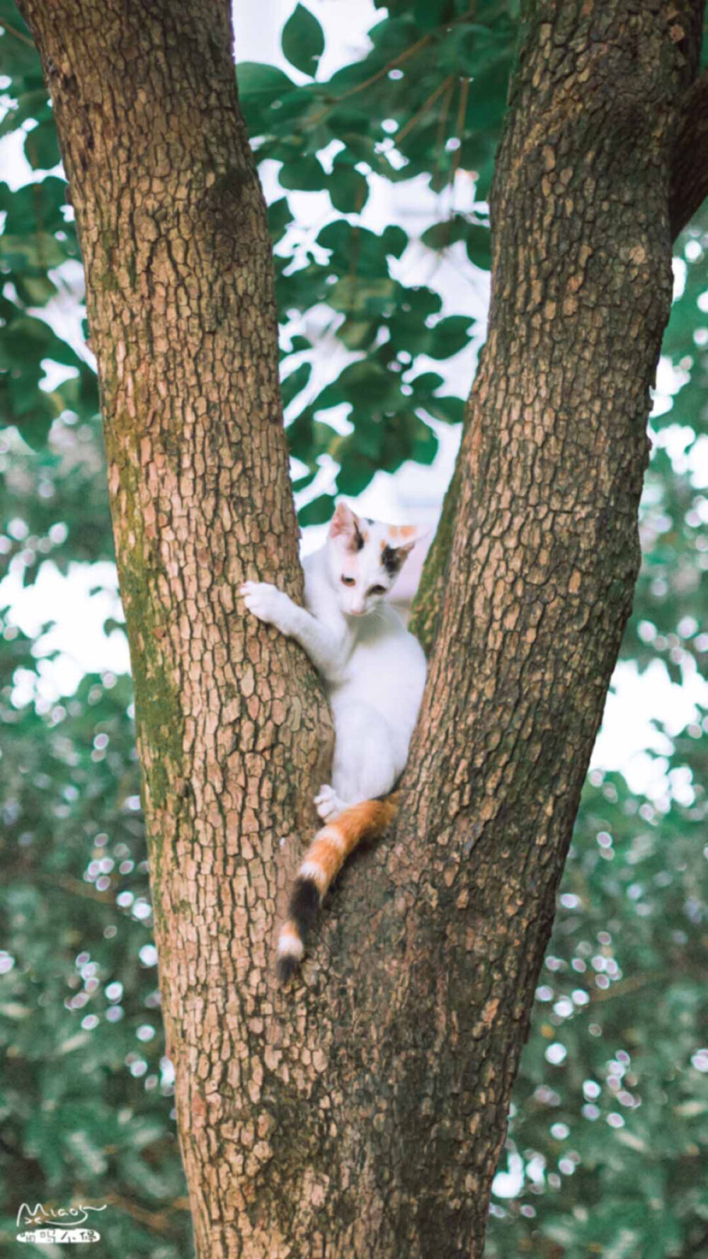 猫咪 喵星人 萌宠 可爱 动物 壁纸 傻喵 你在上面干嘛的