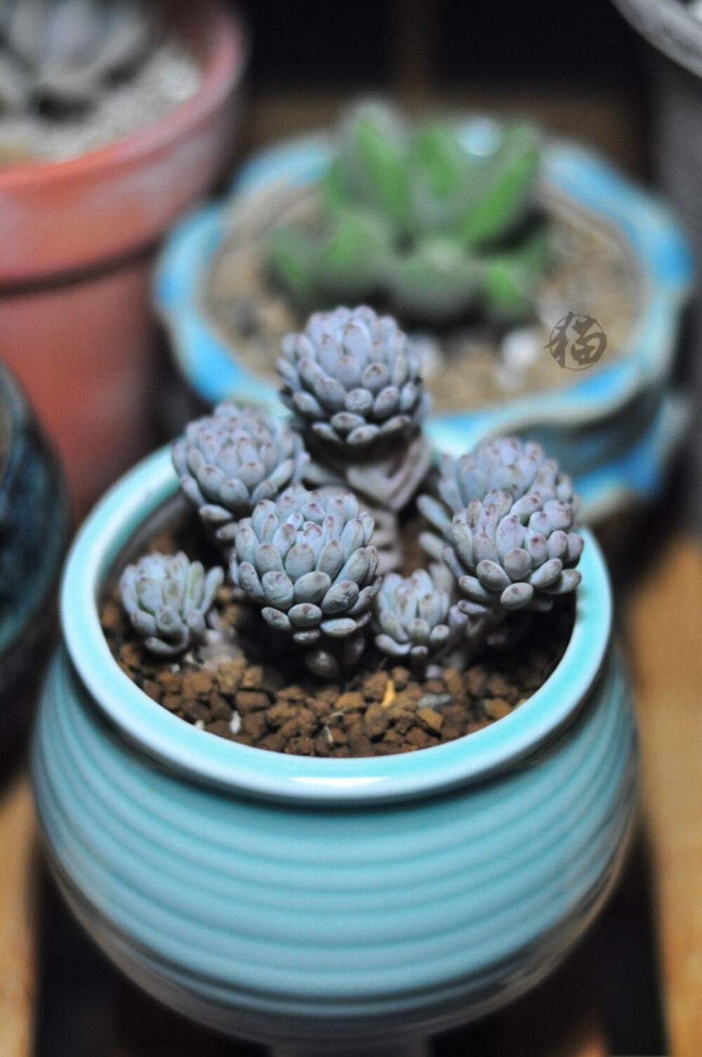 蓝豆，第四盆，我到底有多喜欢它？多肉/盆栽