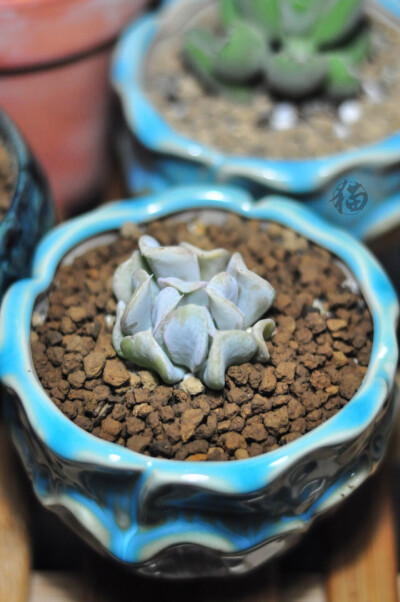 特玉莲，多肉/盆栽