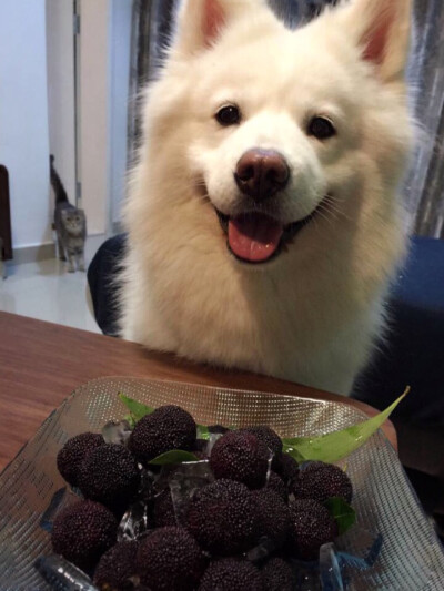妞妞