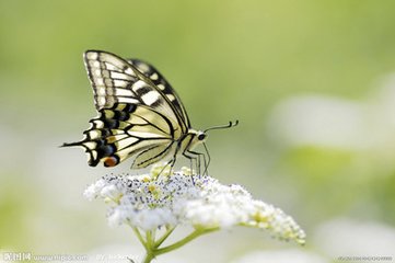 蝶恋花