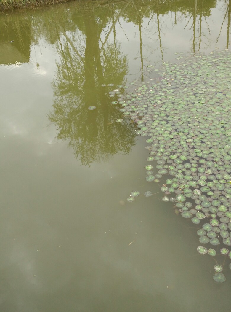 杭州湾湿地