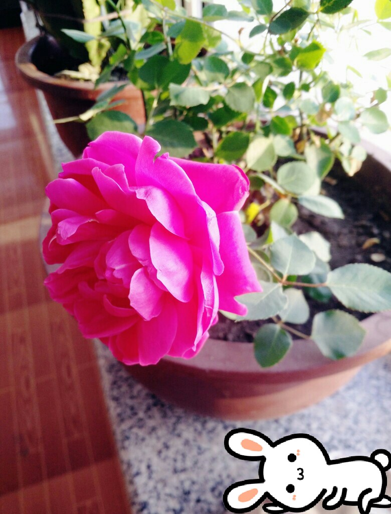 好喜欢奶奶家的蔷薇