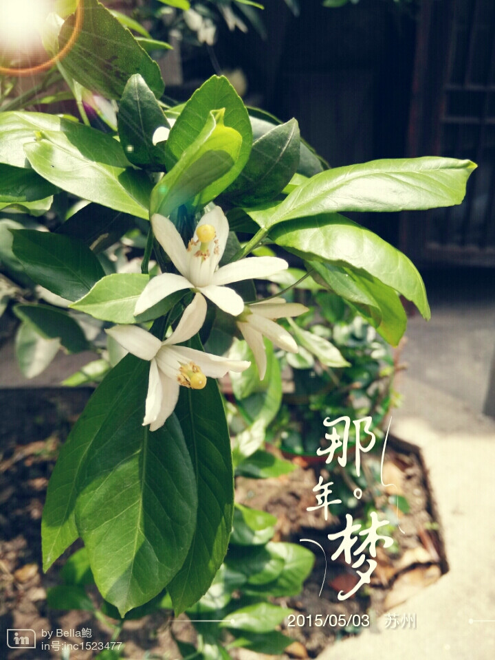 那年梦。橘子花开！！