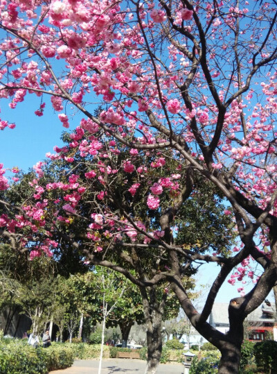 早安诗词# 春有百花秋有月，夏有凉风冬有雪。 若无闲事挂心头，便是人间好时节。——无门慧开《诗偈》